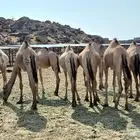 قعدان مرباة