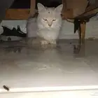 قطه بي شاهدت ميلاد