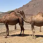 ناقتين لقحات حمر
