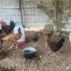 تم البيع تم البيع
