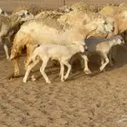 غنم صنف الصنف 65 تحتها 9