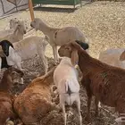 ذبائح سواكني مرابي البر