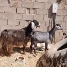 عنزين مضاريع