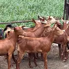 معزا دهم جذعات 13 بالفحل