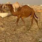 بكره حمرا