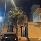 نخلة واشنطن