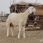 مشروع فحل ابرصصص تم البيع