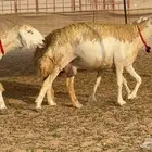 خلفات صنف 31 تحتها 31