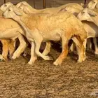 رخال حريات 37 ب 1550