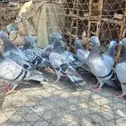 حمام زواجل