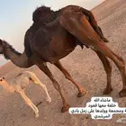 خلفه ملحا منحيه مع حوار طيب