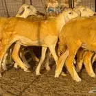 رخال صنف 60 تحتها 3