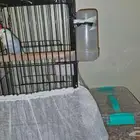 زوج عصافير روز