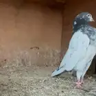 ذكر تيدي