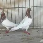 جوز باكستاني لاكا
