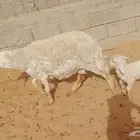 شاه معها 1 تامه لحاله وسط