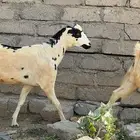 11غنم مقاني دفيع للبيع