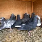 طبات قطايف للبيع