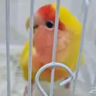 انثى روز للبيع