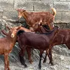 معزا دهم جذعات 5 تم البيع