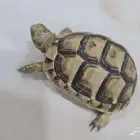 سلحفاة للبيع