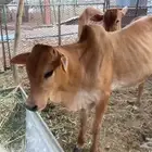 حسلان عدد 2 للبيع