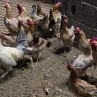 للبيع دجاج بلدي