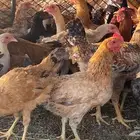 دجاج بلدي وتركي للبيع