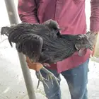 دجاج لامبورجيني