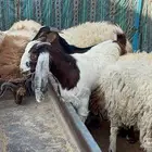 ذبايح للبيع