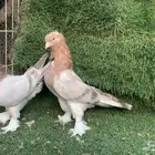 جوز عسلي صبه
