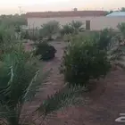 للبيع استراحة زراعية بالقاعد الغربي قريبة من طريق الجوف