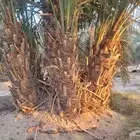 نخيل ممتاز مضمون ما يموت بعد الغرس الموقع الشرقيه الصرار