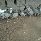 زغالين حمام فرنسي