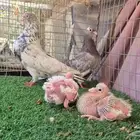 حمام قلابي قطايف فواخر