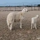 جذع مشروط