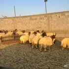 للبيع نعيم مقنوي صنف ناهي