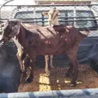 عنزين مضاريع