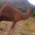 جمل ساحلي كفو