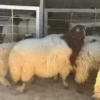 جذع النعيمي فاخر