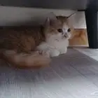 قط منقذ للتبني