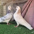 قطايف فواخر