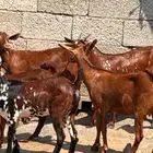 معزا دهم جذعات 8