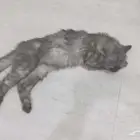 قطه انثى هيملايا