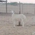 طلي ابرص مشروع فحل