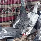 حمام زاجل كرزلات 3 ذكور اناثي حبتين اصايل