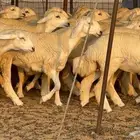 رخال دعديات 50 راس