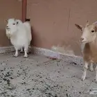 قزميات 1 فحل و3 جفرات معرفات