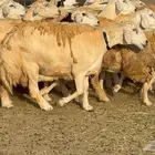 غنم جروم راهيه 51 بالفحل