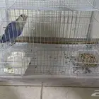 طير روز ازرق أليف مع القفص